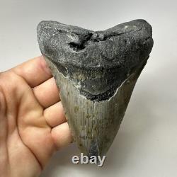 Megalodon Shark Tooth 5.13 Inch Huge Authentic Fossil Natural Teeth 20009