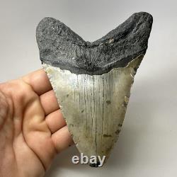 Megalodon Shark Tooth 5.13 Inch Huge Authentic Fossil Natural Teeth 20009