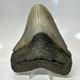 Megalodon Shark Tooth 5.13 Inch Huge Feeding Damage Natural Fossil 20666