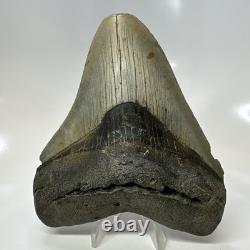 Megalodon Shark Tooth 5.13 Inch Huge Feeding Damage Natural Fossil 20666