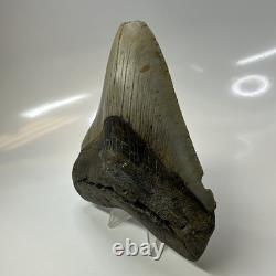 Megalodon Shark Tooth 5.13 Inch Huge Feeding Damage Natural Fossil 20666