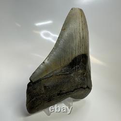 Megalodon Shark Tooth 5.13 Inch Huge Feeding Damage Natural Fossil 20666 Megalodon Shark Tooth 5.13 Inch Huge Feeding Damage Natural Fossil 20666