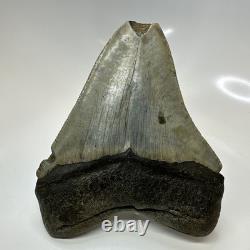 Megalodon Shark Tooth 5.13 Inch Huge Feeding Damage Natural Fossil 20666