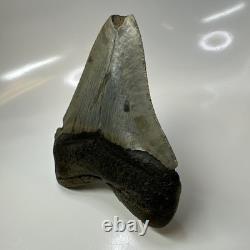 Megalodon Shark Tooth 5.13 Inch Huge Feeding Damage Natural Fossil 20666