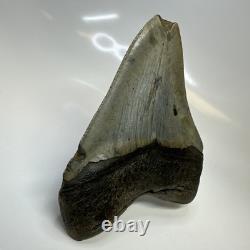 Megalodon Shark Tooth 5.13 Inch Huge Feeding Damage Natural Fossil 20666
