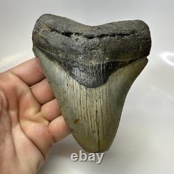 Megalodon Shark Tooth 5.13 Inch Huge Feeding Damage Natural Fossil 20666
