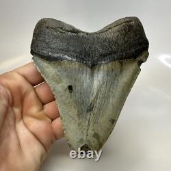 Megalodon Shark Tooth 5.13 Inch Huge Feeding Damage Natural Fossil 20666 Megalodon Shark Tooth 5.13 Inch Huge Feeding Damage Natural Fossil 20666