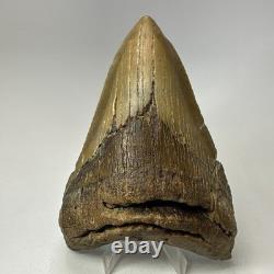 Megalodon Shark Tooth 5.13 Inch Lower Jaw Dagger Fossil Authentic 19864 Megalodon Shark Tooth 5.13 Inch Lower Jaw Dagger Fossil Authentic 19864
