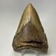 Megalodon Shark Tooth 5.13 Inch Lower Jaw Dagger Fossil Authentic 19864