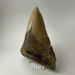 Megalodon Shark Tooth 5.13 Inch Lower Jaw Dagger Fossil Authentic 19864