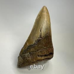 Megalodon Shark Tooth 5.13 Inch Lower Jaw Dagger Fossil Authentic 19864