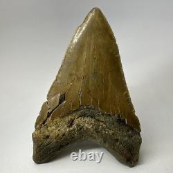 Megalodon Shark Tooth 5.13 Inch Lower Jaw Dagger Fossil Authentic 19864