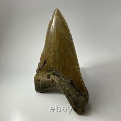 Megalodon Shark Tooth 5.13 Inch Lower Jaw Dagger Fossil Authentic 19864