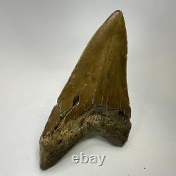 Megalodon Shark Tooth 5.13 Inch Lower Jaw Dagger Fossil Authentic 19864