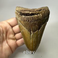 Megalodon Shark Tooth 5.13 Inch Lower Jaw Dagger Fossil Authentic 19864