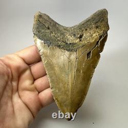 Megalodon Shark Tooth 5.13 Inch Lower Jaw Dagger Fossil Authentic 19864