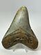 Megalodon Shark Tooth 5.14 Beautiful Authentic Fossil Colorful 18258