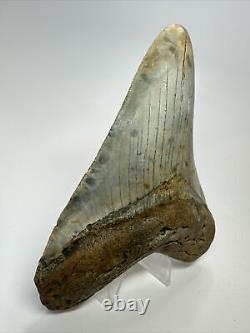 Megalodon Shark Tooth 5.14 Beautiful Authentic Fossil Colorful 18258