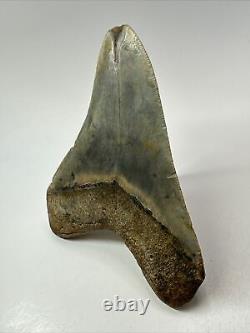 Megalodon Shark Tooth 5.14 Beautiful Authentic Fossil Colorful 18258