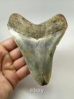 Megalodon Shark Tooth 5.14 Beautiful Authentic Fossil Colorful 18258