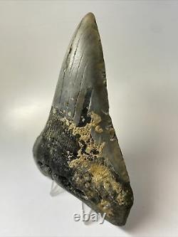 Megalodon Shark Tooth 5.14 Dagger Lower Fossil Authentic 10353