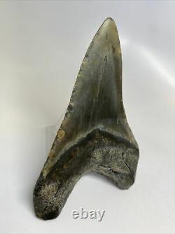 Megalodon Shark Tooth 5.14 Dagger Lower Fossil Authentic 10353