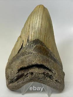 Megalodon Shark Tooth 5.15 Big Thick Fossil Lower Jaw 12259