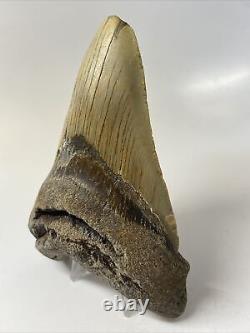 Megalodon Shark Tooth 5.15 Big Thick Fossil Lower Jaw 12259