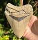 Megalodon Shark Tooth 5.15 Extinct Fossil Authentic Not Restored (cfb-2)
