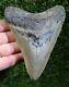 Megalodon Shark Tooth 5.15 Extinct Fossil Authentic Not Restored (wt5-259)