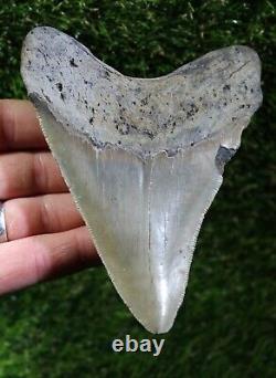Megalodon Shark Tooth 5.15 Extinct Fossil Authentic NOT RESTORED (WT5-259)