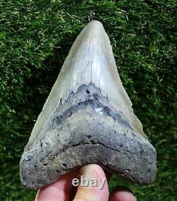 Megalodon Shark Tooth 5.15 Extinct Fossil Authentic NOT RESTORED (WT5-259)