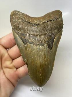 Megalodon Shark Tooth 5.15 Natural Beautiful Fossil Authentic 11787