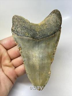 Megalodon Shark Tooth 5.15 Natural Beautiful Fossil Authentic 11787