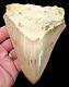 Megalodon Shark Tooth 5.15 In. Indonesian Real Fossil No Restoration