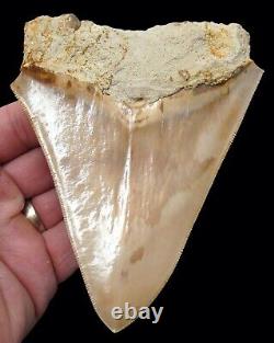 Megalodon Shark Tooth 5.15 in. INDONESIAN REAL FOSSIL NO RESTORATION