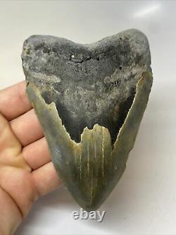 Megalodon Shark Tooth 5.16 Big Natural Fossil Matrix 11412