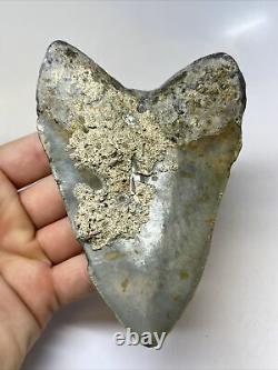 Megalodon Shark Tooth 5.16 Big Natural Fossil Matrix 11412
