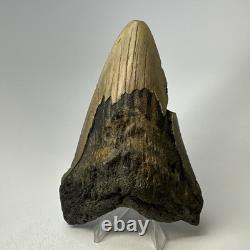 Megalodon Shark Tooth 5.16 Inch Huge Unique Shape Lower Jaw Authentic 20135