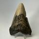 Megalodon Shark Tooth 5.16 Inch Huge Unique Shape Lower Jaw Authentic 20135