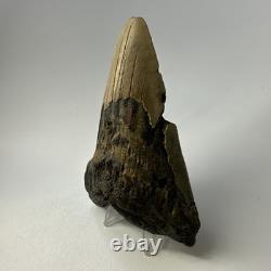 Megalodon Shark Tooth 5.16 Inch Huge Unique Shape Lower Jaw Authentic 20135