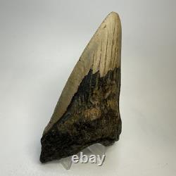 Megalodon Shark Tooth 5.16 Inch Huge Unique Shape Lower Jaw Authentic 20135