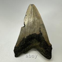 Megalodon Shark Tooth 5.16 Inch Huge Unique Shape Lower Jaw Authentic 20135