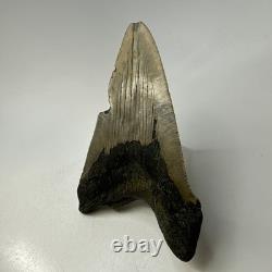Megalodon Shark Tooth 5.16 Inch Huge Unique Shape Lower Jaw Authentic 20135