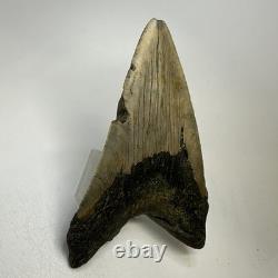 Megalodon Shark Tooth 5.16 Inch Huge Unique Shape Lower Jaw Authentic 20135