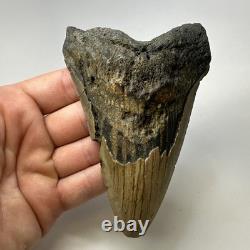 Megalodon Shark Tooth 5.16 Inch Huge Unique Shape Lower Jaw Authentic 20135