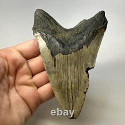 Megalodon Shark Tooth 5.16 Inch Huge Unique Shape Lower Jaw Authentic 20135