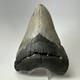 Megalodon Shark Tooth 5.16 Inch Thick Lower Jaw Fossil Authentic 20089