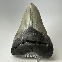 Megalodon Shark Tooth 5.16 Inch Thick Lower Jaw Fossil Authentic 20089