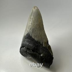 Megalodon Shark Tooth 5.16 Inch Thick Lower Jaw Fossil Authentic 20089